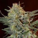 Amnesia Lemon Kush (Garden of Green) Feminisoidut