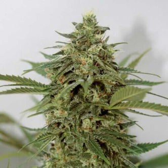 Amnesia Lemon Pie (Garden of Green) feminisoidut kannabiksen siemenet