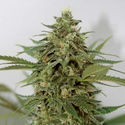Amnesia Lemon Pie (Garden of Green) Feminisoidut