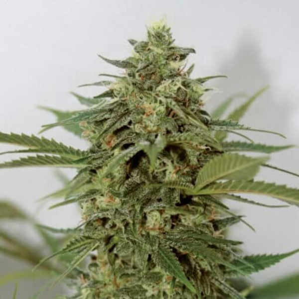 Amnesia Lemon Pie (Garden of Green) Feminisoidut