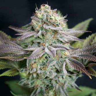 Blue Dream -siemenet (Garden of Green) feminisoidut