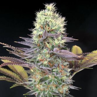 Cali Bay Dream (Garden of Green) feminisoidut