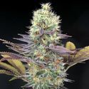 Cali Bay Dream (Garden of Green) Feminisoidut