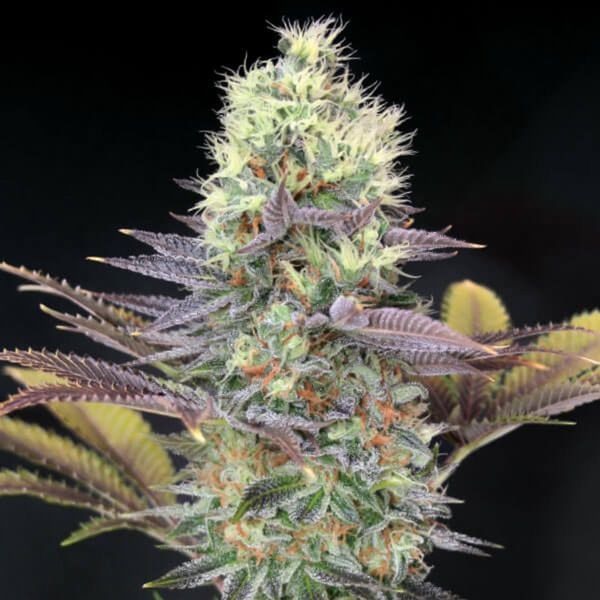 Cali Bay Dream (Garden of Green) Feminisoidut
