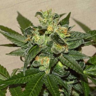 Citrus Paridisi (Garden of Green) feminisoidut