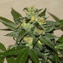 Citrus Paridisi (Garden of Green) Feminisoidut