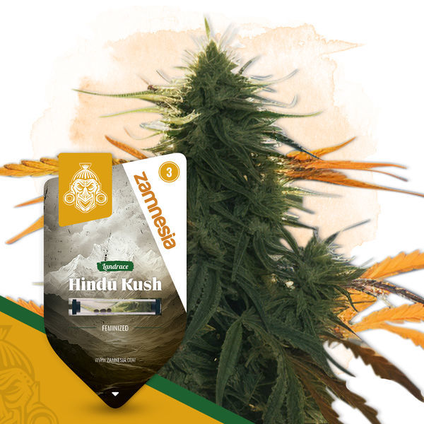 Hindu Kush (Zamnesia Seeds) Feminisoidut