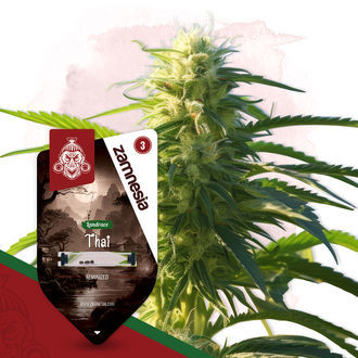 Thai (Zamnesia Seeds) Feminisoidut