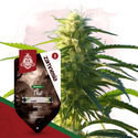 Thai (Zamnesia Seeds) Feminisoidut
