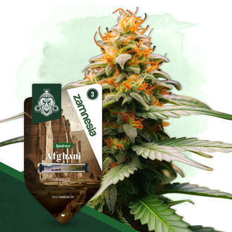 Afghani (Zamnesia Seeds) Feminisoidut