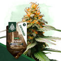 Afghani (Zamnesia Seeds) Feminisoidut