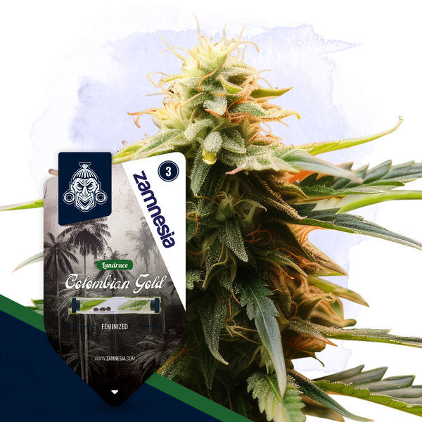 Colombian Gold (Zamnesia Seeds) Feminisoidut