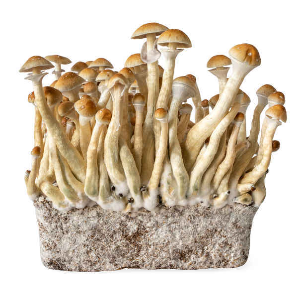B+ -nesteviljelmäruisku (Acid Shroomz)