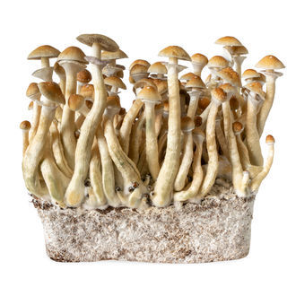 B+ -nesteviljelmäruisku (Acid Shroomz)
