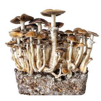 Hawaii-nesteviljelmäruisku (Acid Shroomz)