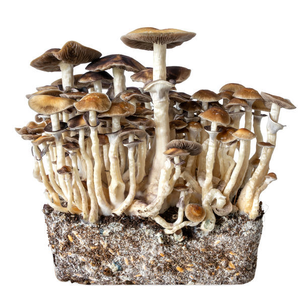 Hawaii-nesteviljelmäruisku (Acid Shroomz)