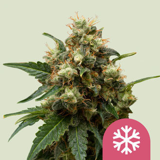 Ice (Royal Queen Seeds) Feminisoidut