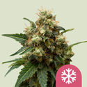 Ice (Royal Queen Seeds) Feminisoidut