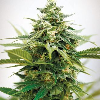 Critical XXL (Garden of Green) Feminisoidut