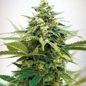 Critical XXL (Garden of Green) Feminisoidut