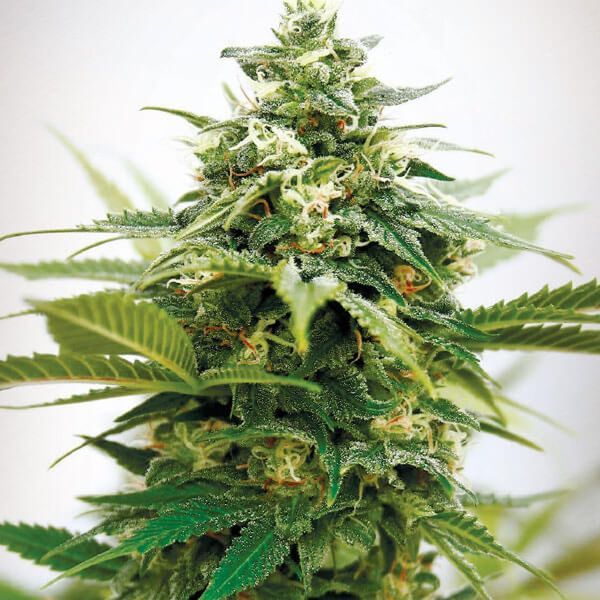 Critical XXL (Garden of Green) Feminisoidut