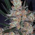 Diesel Berry Cough (Garden of Green) Feminisoidut