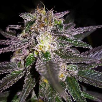 Dubble Bubble (Garden of Green) feminisoidut kannabiksen siemenet