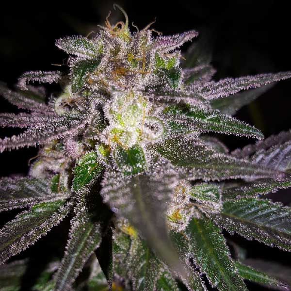 Dubble Bubble (Garden of Green) Feminisoidut