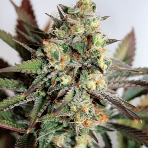 Girl Scout Cookies (Garden of Green) Feminisoidut