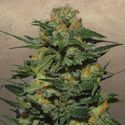 Green Crack (Garden of Green) Feminisoidut