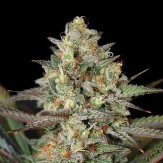 Kush Mass (Garden of Green) feminisoidut