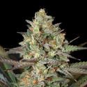 Kush Mass (Garden of Green) Feminisoidut