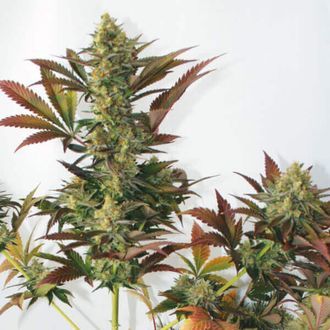 Larry's Lemon OG (Garden of Green) Feminisoidut
