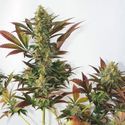 Larry's Lemon OG (Garden of Green) Feminisoidut