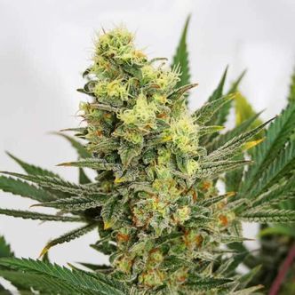 Pineapple Amnesia (Garden of Green) feminisoidut