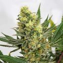 Pineapple Amnesia (Garden of Green) Feminisoidut