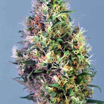 Super Pineapple Haze (Garden of Green) feminisoidut