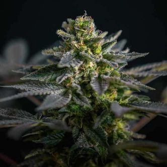 Super Skunk Kush (Garden of Green) feminisoidut kannabiksen siemenet