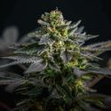 Super Skunk Kush (Garden of Green) Feminisoidut