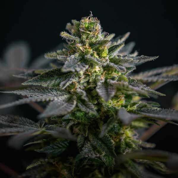 Super Skunk Kush (Garden of Green) Feminisoidut