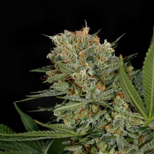 Sweet Russian (Garden of Green) Feminisoidut