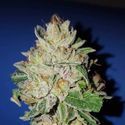 Violet Kush (Garden of Green) Feminisoidut