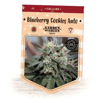 Blueberry Cookies Auto (Garden of Green) feminisoidut