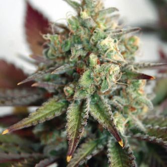 Critical 2.0 XL Auto (Garden of Green) feminisoidut