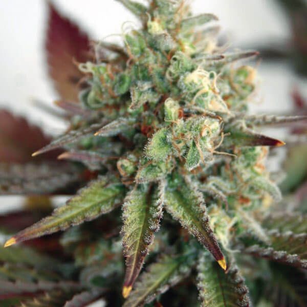 Critical 2.0 XL Auto (Garden of Green) Feminisoidut