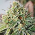 Critical XXL Auto (Garden of Green) Feminisoidut