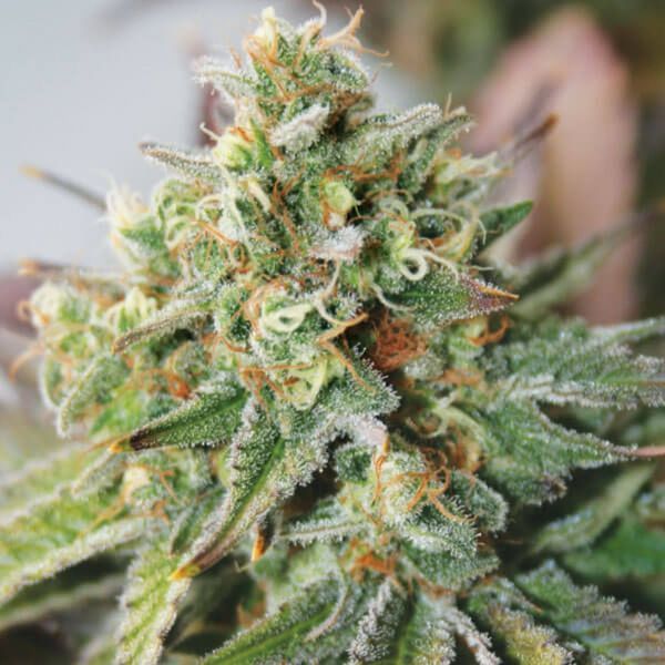 Critical XXL Auto (Garden of Green) Feminisoidut