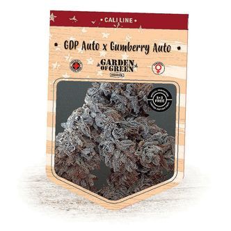 GDP Auto x Gumberry Auto (Garden of Green) feminisoidut