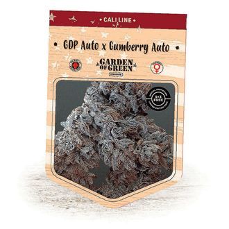 GDP Auto x Gumberry Auto (Garden of Green) Feminisoidut
