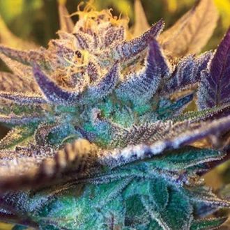 Girl Scout Cookies Auto (Garden of Green) Feminisoidut